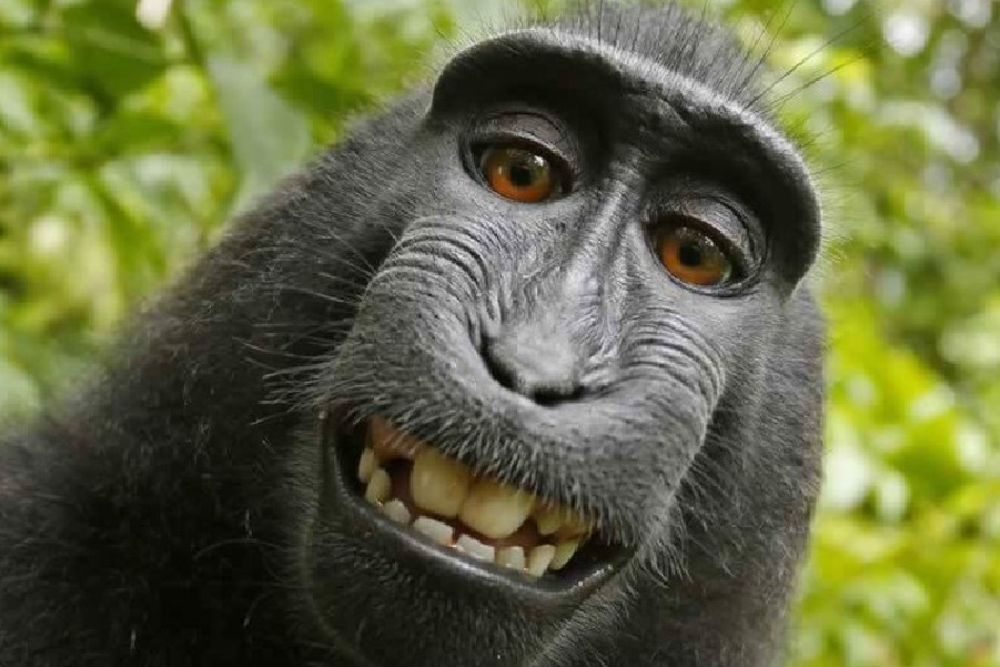 Vitória a favor de macaco Naruto, em tribunal!
